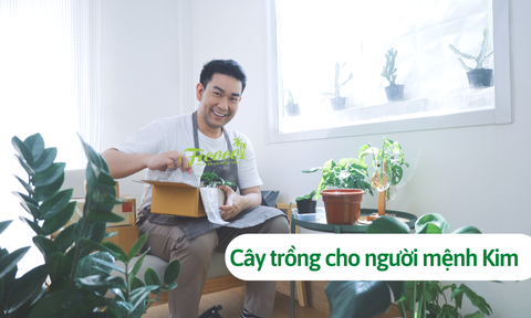 Người mệnh kim nên trồng cây gì để hợp vận phong thủy?