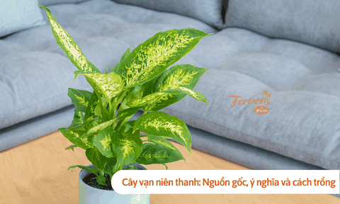 Cây vạn niên thanh: Nguồn gốc, ý nghĩa và cách trồng tại nhà đơn giản