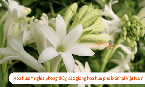 Hoa huệ: Ý nghĩa phong thủy, các giống hoa huệ phổ biển tại Việt Nam
