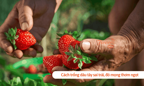 Cách trồng dâu tây sai trái, đỏ mọng thơm ngọt không phải ai cũng biết