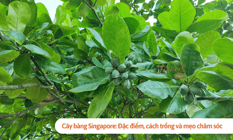 Cây bàng Singapore: Đặc điểm, cách trồng và mẹo chăm sóc