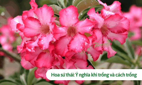 Hoa sứ thái: Ý nghĩa khi trồng và cách trồng đơn giản nhất