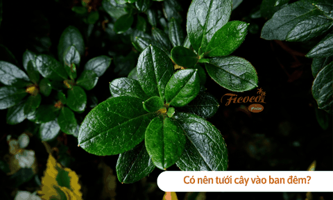 Có nên tưới cây vào ban đêm? Đâu là thời điểm tưới cây tốt nhất trong ngày