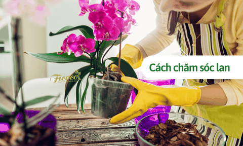 Cách chăm sóc lan tại nhà từ chuyên gia Ficoco