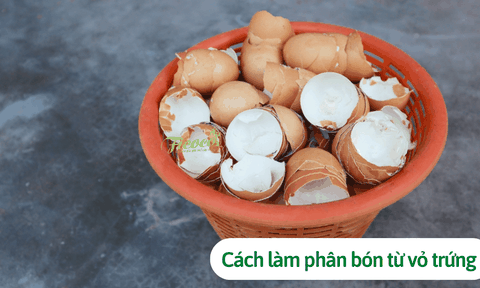 Cách làm phân bón từ vỏ trứng để chăm cây đơn giản tại nhà