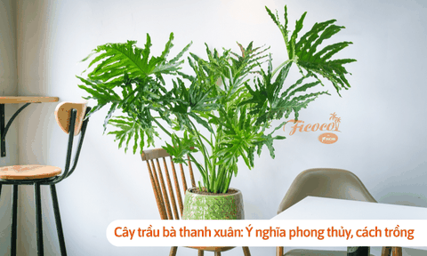 Cây trầu bà thanh xuân: Ý nghĩa phong thủy, cách trồng và những lưu ý khi trồng