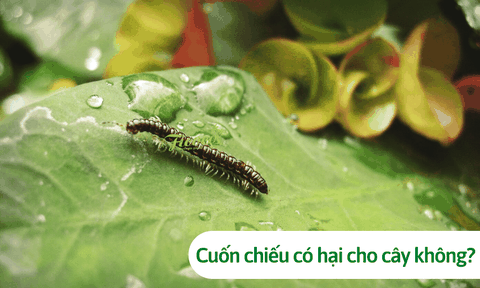 Cuốn chiếu có hại cho cây không? Cách diệt tận gốc cuốn chiếu