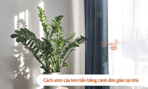 Cách ươm cây kim tiền bằng cành đơn giản tại nhà