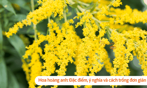 Hoa hoàng anh: Đặc điểm, ý nghĩa và cách trồng đơn giản