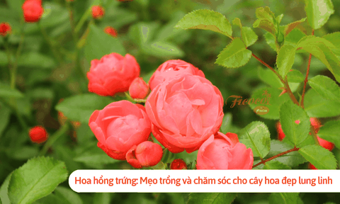 Hoa hồng trứng: Mẹo trồng và chăm sóc cho cây hoa đẹp lung linh
