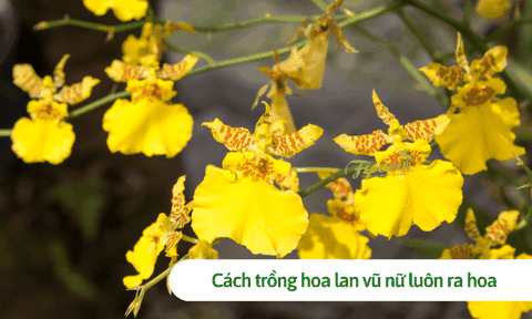 Cách trồng hoa lan vũ nữ luôn ra hoa và mẹo chăm sóc đơn giản