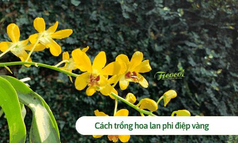 Lan phi điệp vàng: Cách trồng và mẹo chăm sóc đơn giản để cây luôn tươi tốt