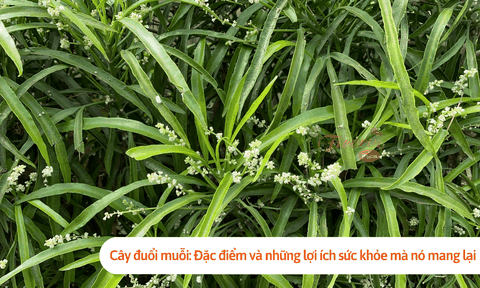 Cây đuổi muỗi: Đặc điểm và những lợi ích sức khỏe mà nó mang lại