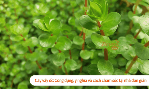 Cây vẩy ốc: Công dụng, ý nghĩa và cách chăm sóc tại nhà đơn giản