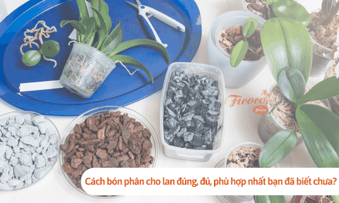 Cách bón phân cho lan đúng, đủ, phù hợp nhất bạn đã biết chưa?