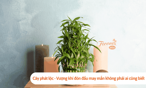 Cây phát lộc - Vượng khí đón đầu may mắn không phải ai cũng biết