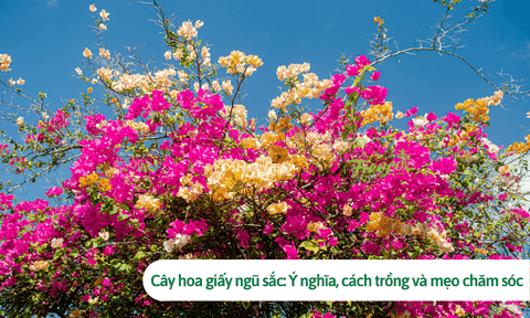 Cây hoa giấy ngũ sắc: Ý nghĩa, cách trồng và mẹo chăm sóc