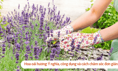 Hoa oải hương: Ý nghĩa, công dụng và cách chăm sóc đơn giản