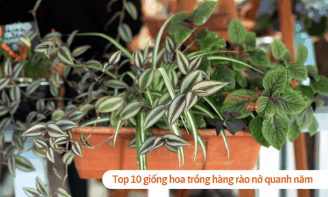 Top 10 giống hoa trồng hàng rào nở quanh năm dễ trồng, tuổi thọ cao