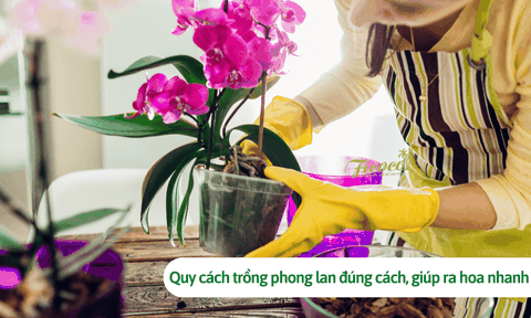 Quy cách trồng phong lan đúng cách, giúp ra hoa nhanh
