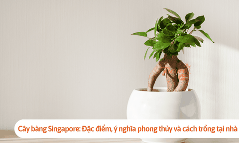 Cây bàng Singapore: Đặc điểm, ý nghĩa phong thủy và cách trồng tại nhà
