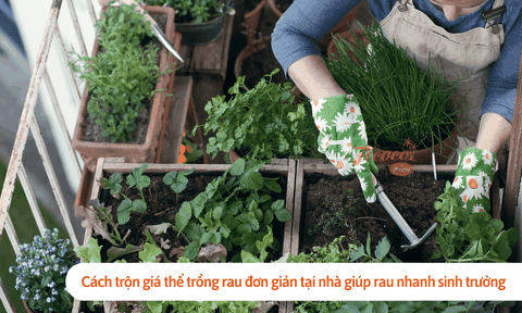 Cách trộn giá thể trồng rau đơn giản tại nhà giúp rau nhanh sinh trưởng