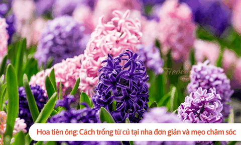 Hoa tiên ông: Cách trồng từ củ tại nha đơn giản và mẹo chăm sóc