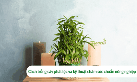 Cách trồng cây phát lộc và kỹ thuật chăm sóc chuẩn nông nghiệp