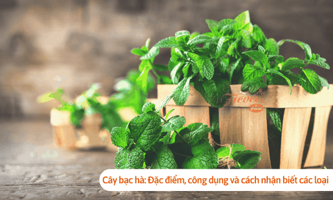 Cây bạc hà: Đặc điểm, công dụng và cách nhận biết các loại