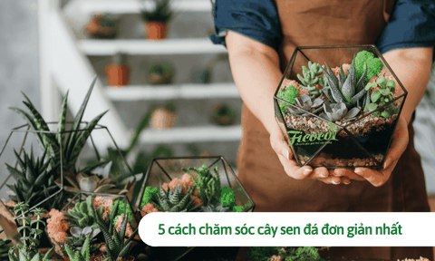 5 cách chăm sóc cây sen đá đơn giản nhất có thể bạn chưa biết