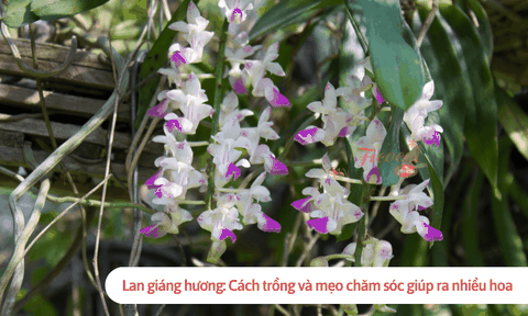 Lan giáng hương: Cách trồng và mẹo chăm sóc giúp ra nhiều hoa