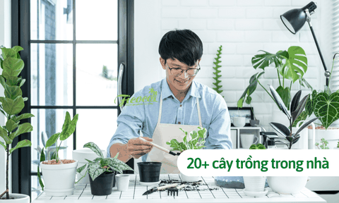 20+ giống cây trồng trong nhà theo vận phong thủy