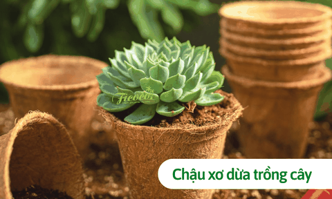 Có nên chuyển sang dùng chậu xơ dừa trồng cây? Lợi ích từ chậu xơ dừa