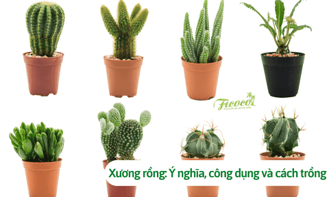 Cây xương rồng: Ý nghĩa đặc biệt, công dụng và cách trồng đơn giản