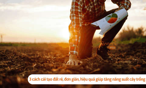 3 cách cải tạo đất rẻ, đơn giản, hiệu quả giúp tăng năng suất cây trồng