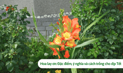 Hoa lay ơn: Đặc điểm, ý nghĩa và cách trồng hoa lay ơn cho dịp Tết
