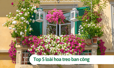 Top 5 loài hoa treo ban công chịu nắng tốt, dễ trồng