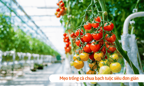 Mẹo trồng cà chua bạch tuộc siêu đơn giản cho người mới bắt đầu
