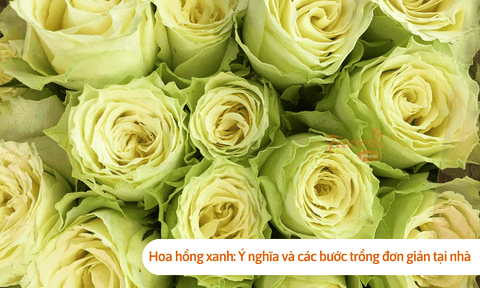 Hoa hồng xanh: Ý nghĩa và các bước trồng đơn giản tại nhà