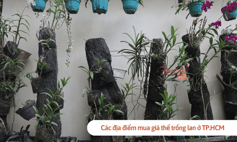 Các địa điểm mua giá thể trồng lan ở TP.HCM có thể bạn chưa biết