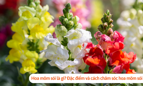 Hoa mõm sói là gì? Đặc điểm và cách chăm sóc hoa mõm sói đơn giản