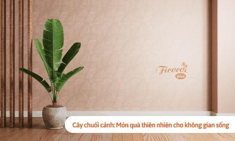 Cây chuối cảnh: Món quà thiên nhiên cho không gian sống