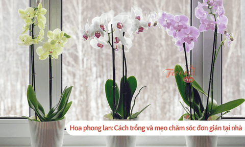 Hoa phong lan: Cách trồng và mẹo chăm sóc đơn giản tại nhà