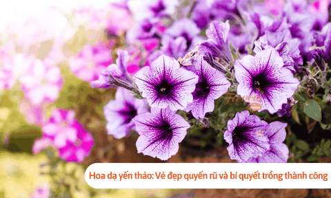 Hoa dạ yến thảo: Vẻ đẹp quyến rũ cho khu vườn xanh và bí quyết trồng thành công