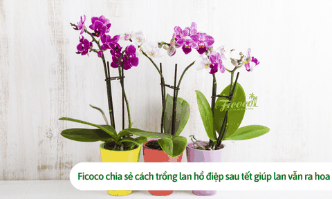 Ficoco chia sẻ cách trồng lan hồ điệp sau tết giúp lan vẫn ra hoa