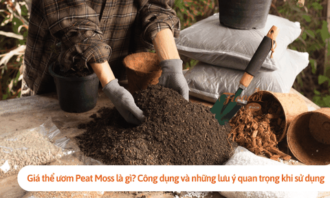 Giá thể ươm Peat Moss là gì? Công dụng và những lưu ý quan trọng khi sử dụng loại giá thể này