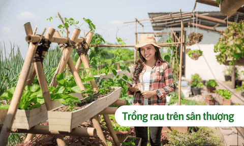 Trồng rau trên sân thượng: Cách trồng đơn giản nhất cho người mới