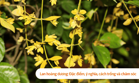 Lan hoàng dương: Đặc điểm, ý nghĩa, cách trồng và chăm sóc