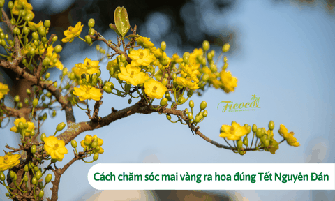 Cách chăm sóc mai vàng ra hoa đúng Tết Nguyên Đán 2023
