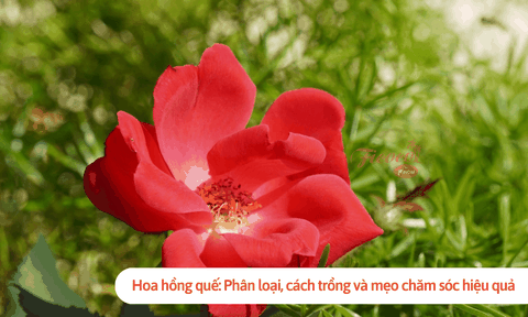 Hoa hồng quế: Phân loại, cách trồng và mẹo chăm sóc hiệu quả